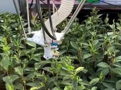 機器人上山采茶了！人工智能或提升整體